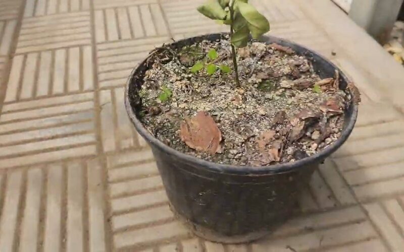 pastebėjau azoto trūkumą iš karto