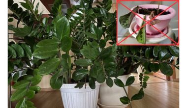 Aš įdėjau trąšų į vazoninį dirvą