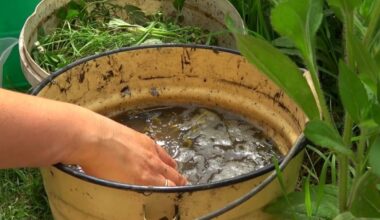 Aš laistau piktžoles penkias dienas