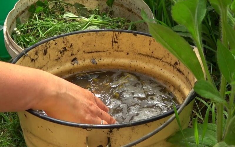 Aš laistau piktžoles penkias dienas