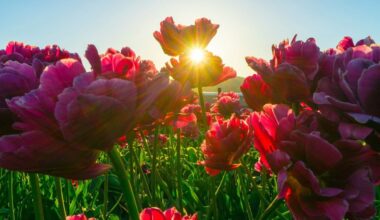 Aš palaistiau savo tulpes šiuo tirpalu