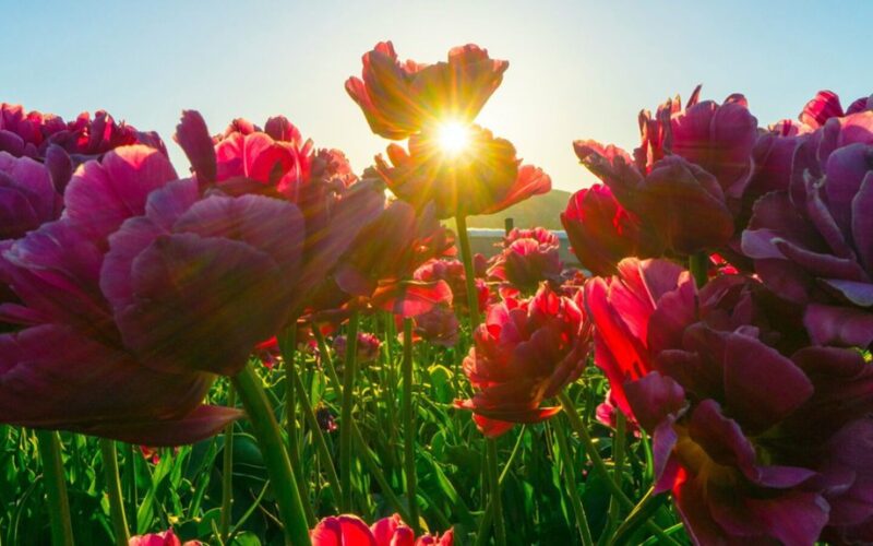 Aš palaistiau savo tulpes šiuo tirpalu