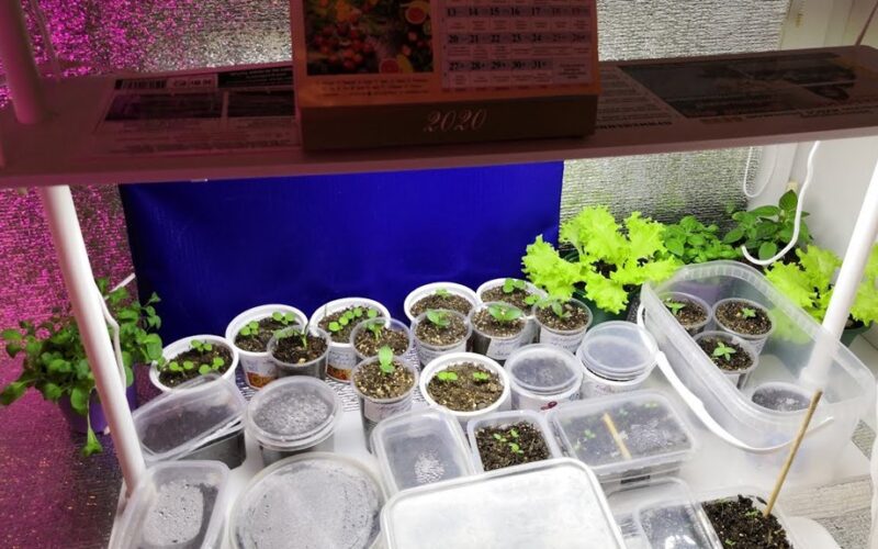 aš juos suvyniojau į foliją