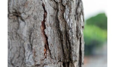 irracionalus pesticidų švirkštas sodininkystė išpažintis