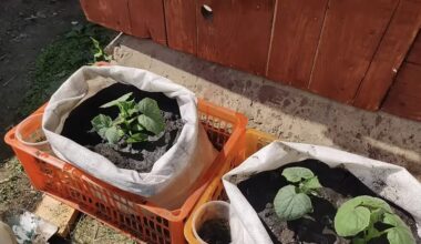 japoniškų agurkų auginimo metodas