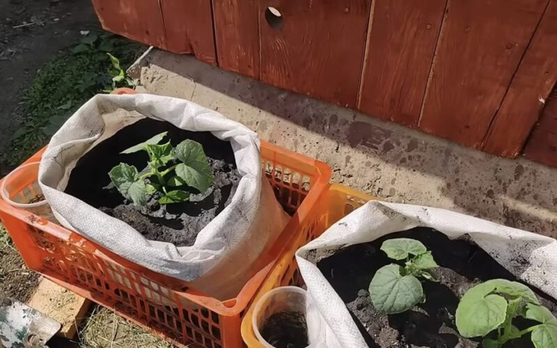 japoniškų agurkų auginimo metodas