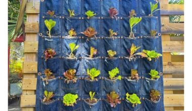 džinsų kišenės vertikalus sodas