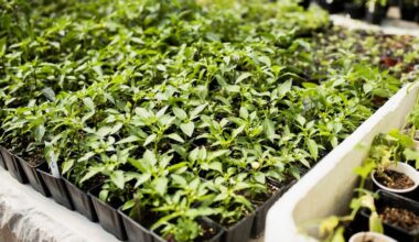 tiesiog įdėkite į vandenį