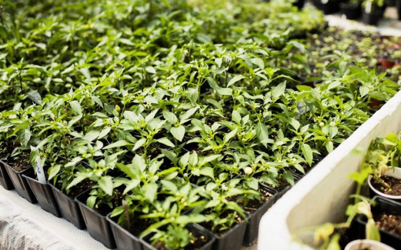 tiesiog įdėkite į vandenį