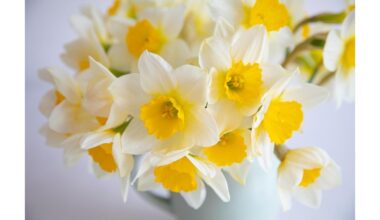 kad gėlės vazonuose žydėtų ilgiau