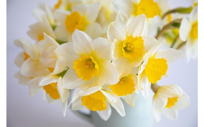 kad gėlės vazonuose žydėtų ilgiau