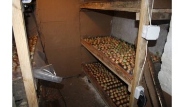 laikė bulves su svogūnais