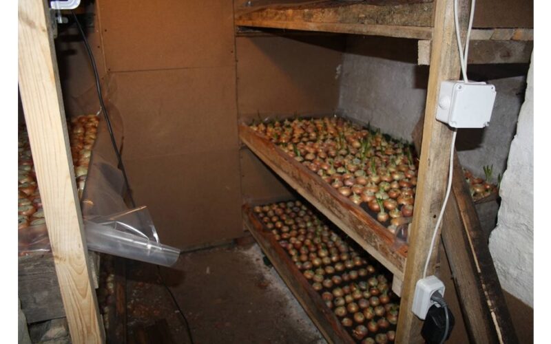 laikė bulves su svogūnais