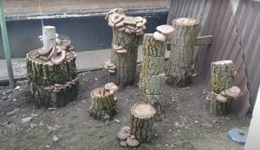 išmoko auginti grybus