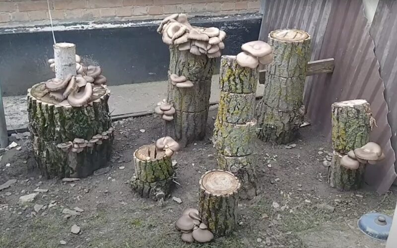 išmoko auginti grybus