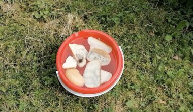 likučiai vestuvių duona derlius