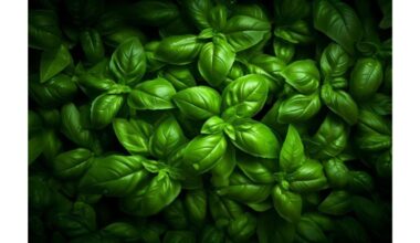 šviesos drėgmė jokio komposto