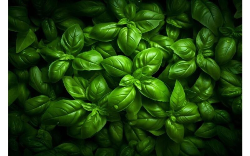 šviesos drėgmė jokio komposto