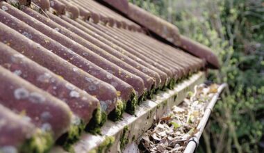 beužėlis be samanų stogų valymo vadovas