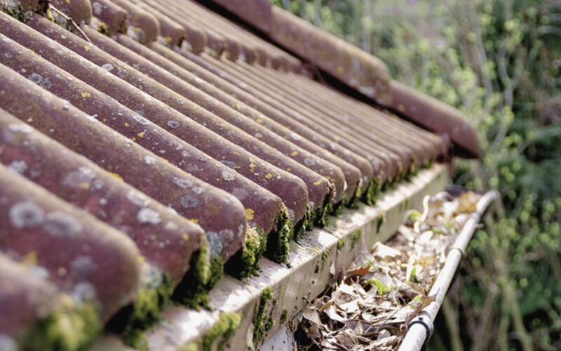 beužėlis be samanų stogų valymo vadovas