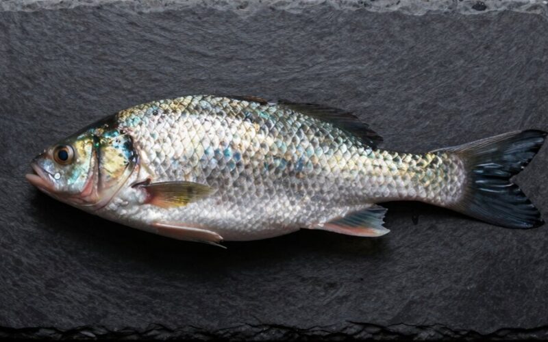 labiausiai nuvertinta žuvis numeris vienas