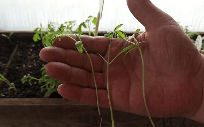 perkelkite daigus į šoną, o ne aukštyn