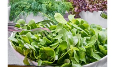 mano salotos nustebino mane