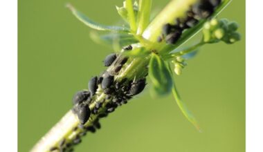 pliki amarai nuplautų