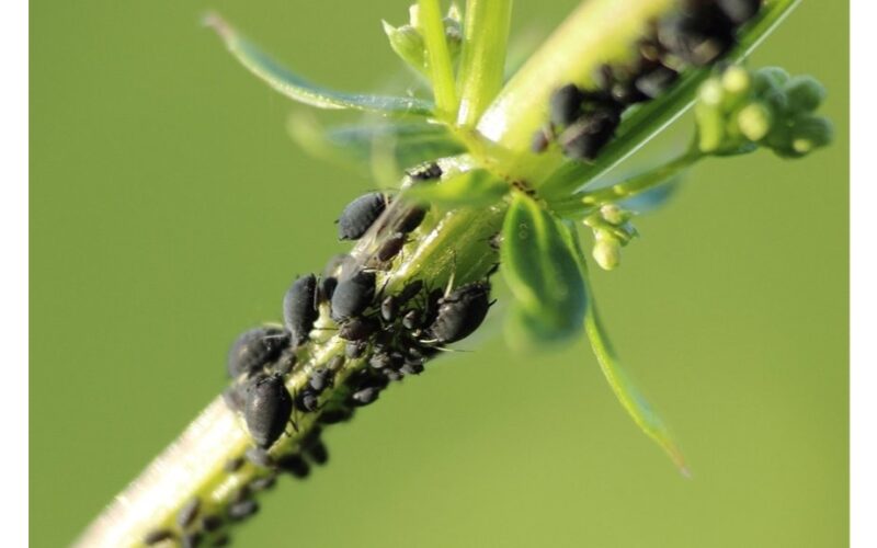 pliki amarai nuplautų