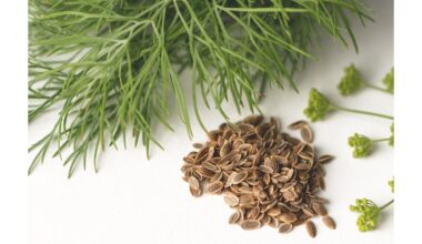 apleistas lysvė peraugusi į vešlų