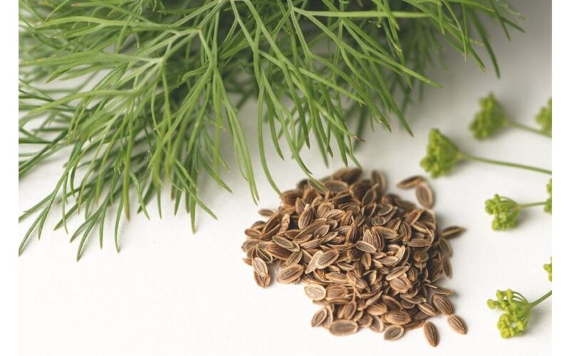 apleistas lysvė peraugusi į vešlų