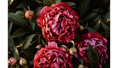 apleistos bijūnės žiedai beveik sugadinti