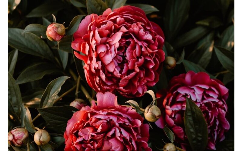 apleistos bijūnės žiedai beveik sugadinti