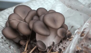 kaimynas perka namuose užaugintas grybas