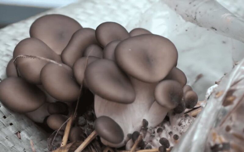 kaimynas perka namuose užaugintas grybas