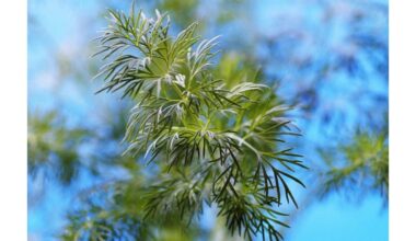 kaimynas paaiškino krapų nelaimingą atsitikimą