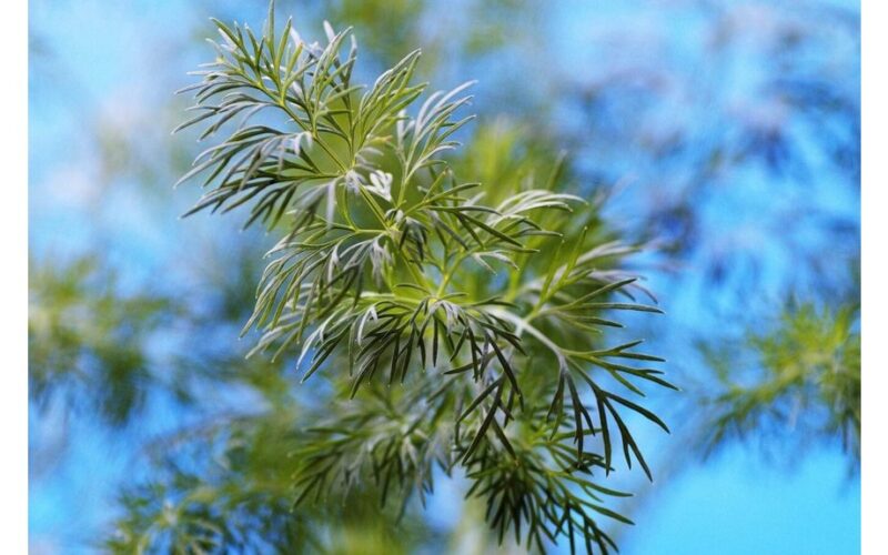 kaimynas paaiškino krapų nelaimingą atsitikimą