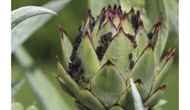 kaimynė Maša stebuklingas tepalas