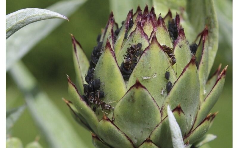 kaimynė Maša stebuklingas tepalas