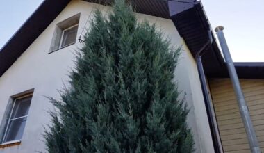 kaimynas pasodino kiparisą sugadino vaizdą