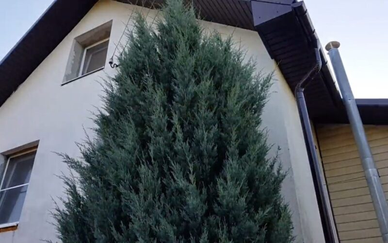 kaimynas pasodino kiparisą sugadino vaizdą