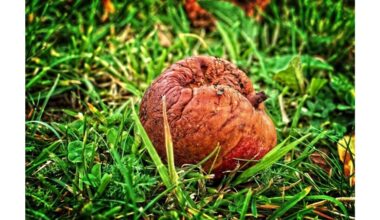 kaimyno vaisių rotos taisymas atskleistas