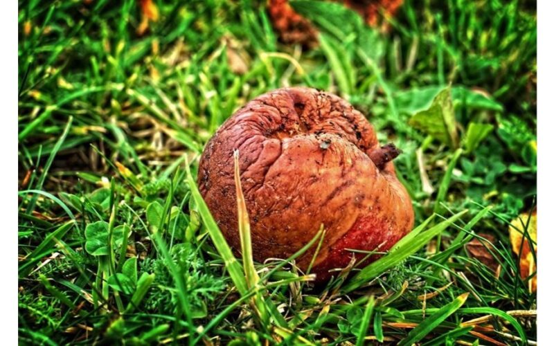 kaimyno vaisių rotos taisymas atskleistas