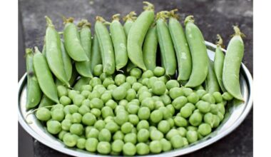 kaimyno dvi savaites žirnių derlius