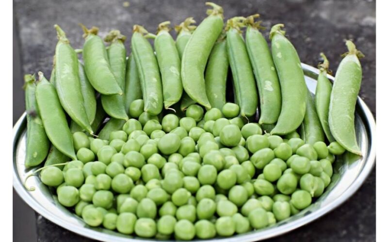 kaimyno dvi savaites žirnių derlius