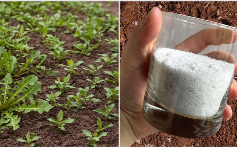 kaimynas išbarstė dešimt druskos pakelių