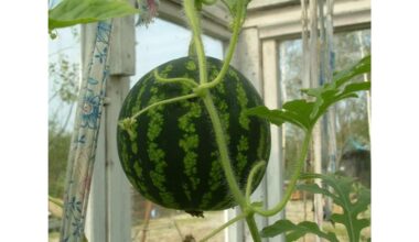 kaimynas išgąsdintas 23 kg arbūzo