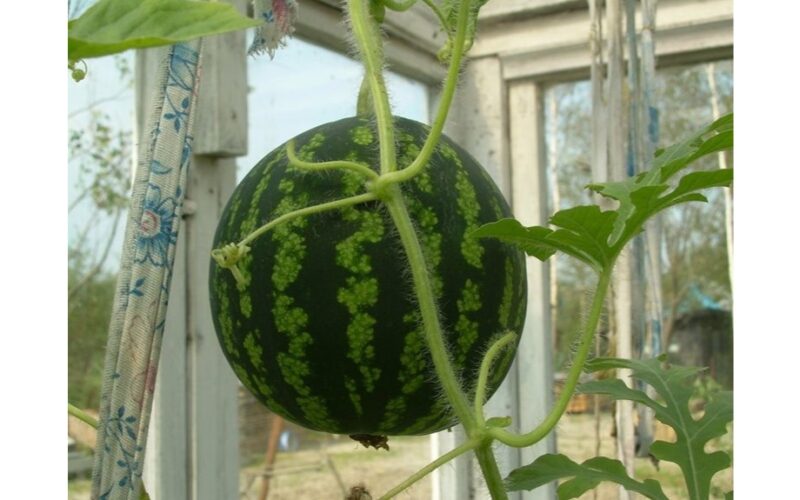 kaimynas išgąsdintas 23 kg arbūzo