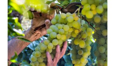 kaimynas prisiekia tobulai tręštomis vynuogėmis