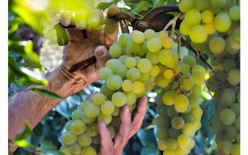 kaimynas prisiekia tobulai tręštomis vynuogėmis